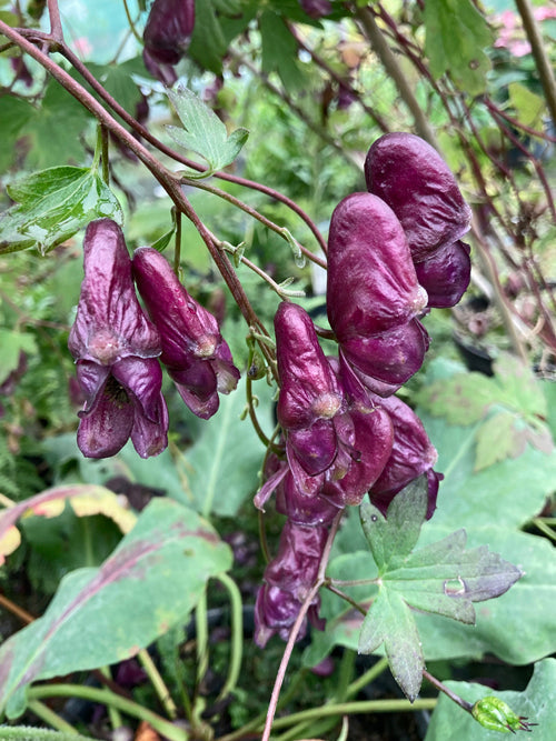 ACONITUM HEMSLEYANUM 'RED WINE'