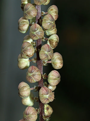 ACTAEA CORDIFOLIA