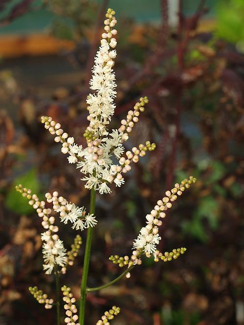 ACTAEA JAPONICA COMPACT B&SWJ 8758A 'CHEJU-DO'