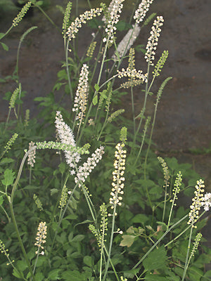 ACTAEA MATSUMURAE 'WHITE PEARL'