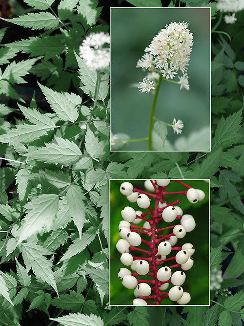 ACTAEA PACHYPODA 'MISTY BLUE'