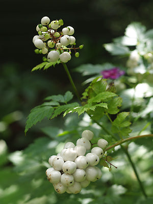 ACTAEA PACHYPODA