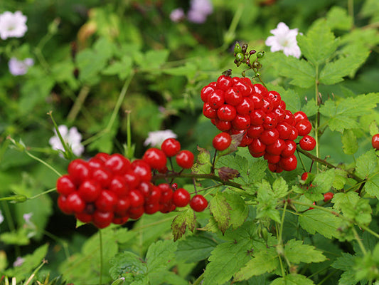 ACTAEA RUBRA NNS 03-6