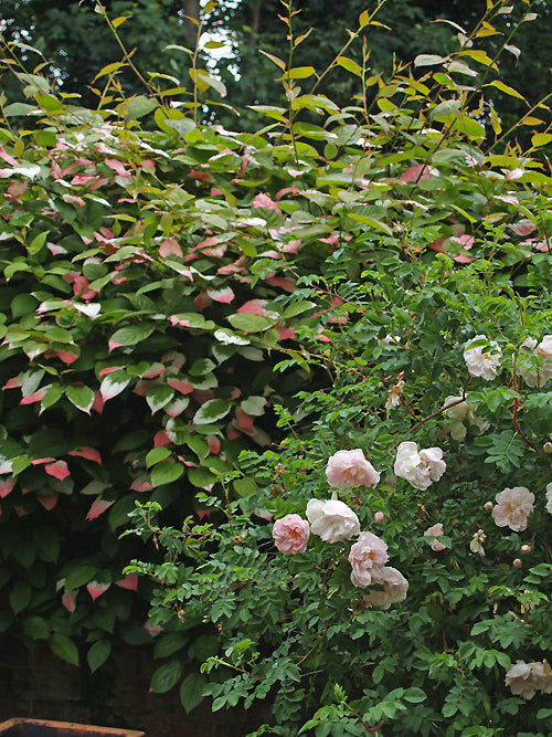 ACTINIDIA KOLOMIKTA