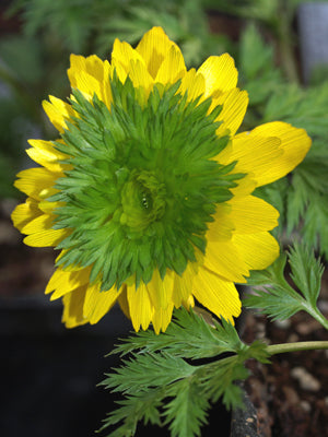 ADONIS MULTIFLORA 'SANDANZAKI'