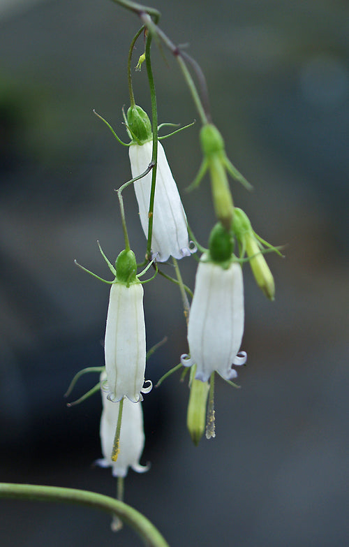 ADENOPHORA CAPILLARIS subsp.LEPTOSEPALA