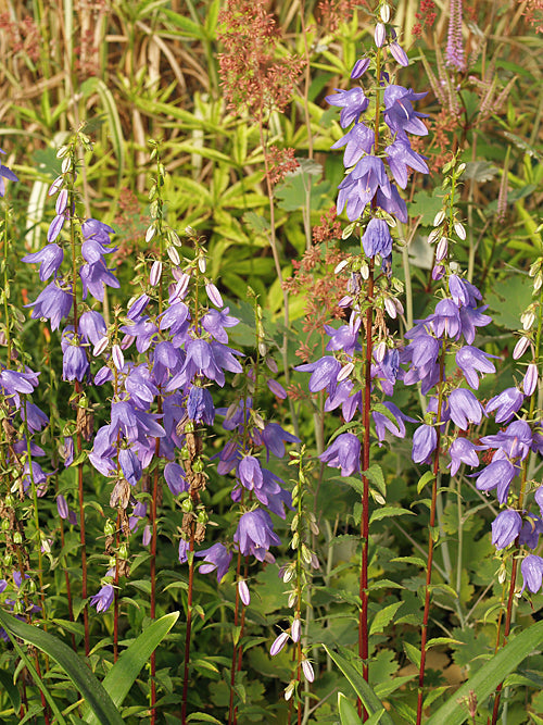 ADENOPHORA PERESKIIFOLIA