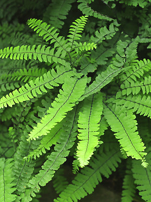 ADIANTUM ALEUTICUM 'IMBRICATUM'