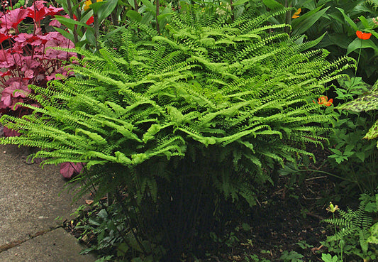 ADIANTUM PEDATUM