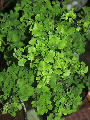 ADIANTUM RADDIANUM 'LADY GENEVA'