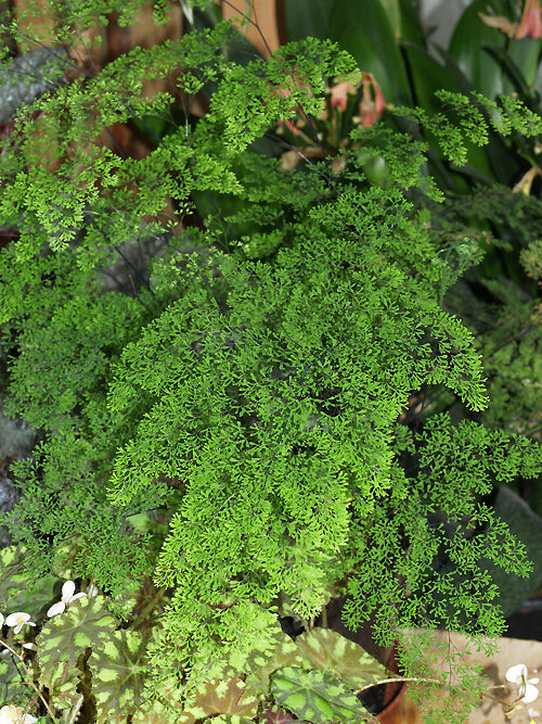 ADIANTUM ALEUTICUM 'TASSELATUM'