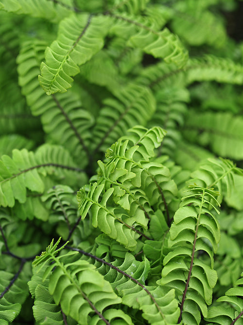 ADIANTUM ALEUTICUM 'SUBPUMILUM'