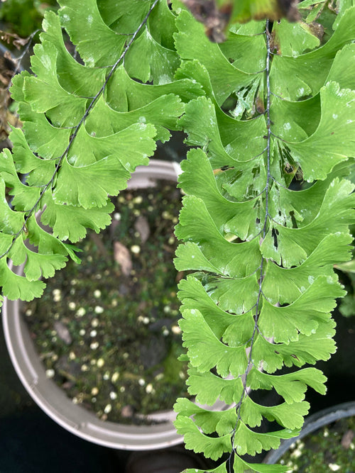 ADIANTUM ALEUTICUM 'MISS SHARPLES'