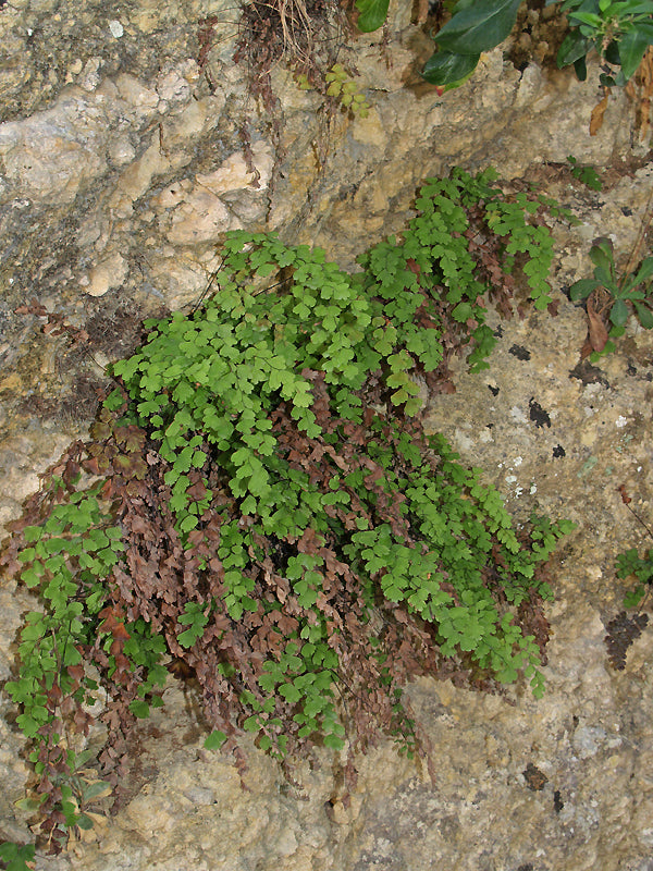 ADIANTUM CAPELLUS-VENERIS