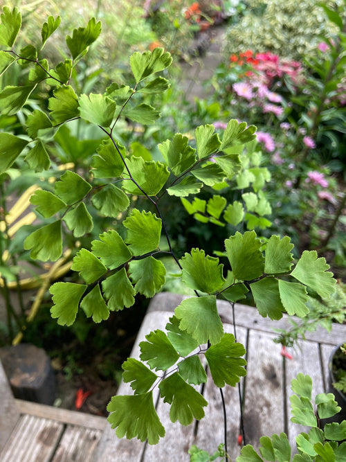 ADIANTUM x MAIRISII