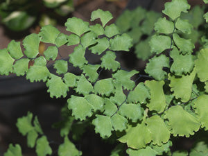 ADIANTUM POIRETTII