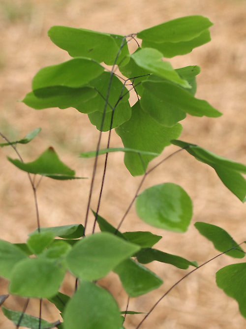 ADIANTUM PERUVIANUM