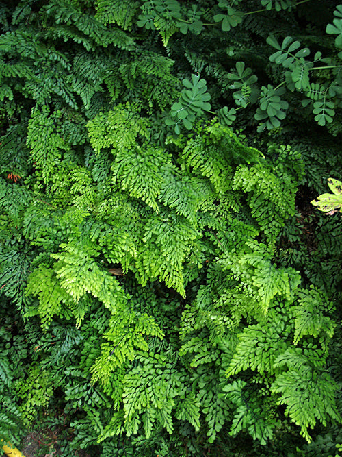 ADIANTUM VENUSTUM