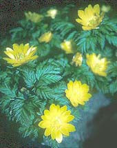 ADONIS AMURENSIS