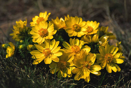 ADONIS VERNALIS