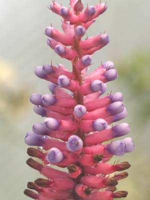 AECHMEA CYLINDRICA 'BLUE CONE'