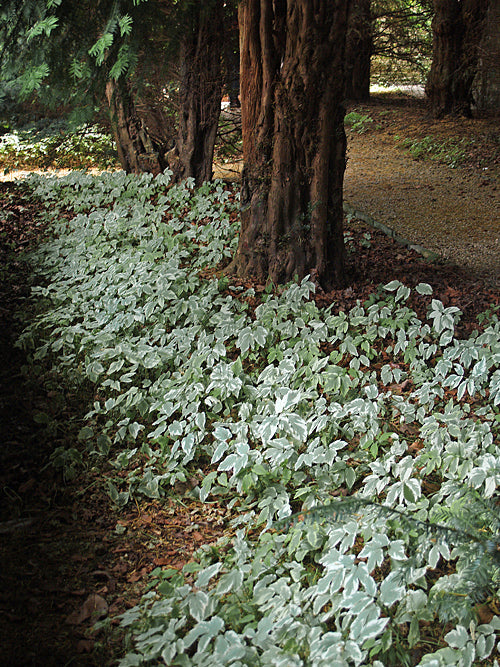 AEGOPODIUM PODAGRARIA 'VARIEGATUM'