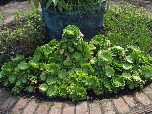 AEONIUM BALSAMNIIFERUM