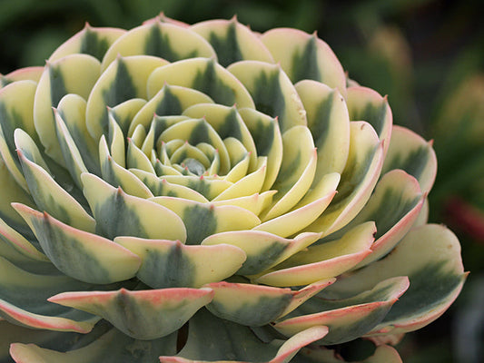 AEONIUM SECUNDA 'COMPTON CAROUSEL'