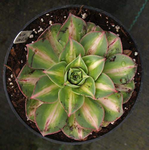 AEONIUM 'LEMON-LIME'