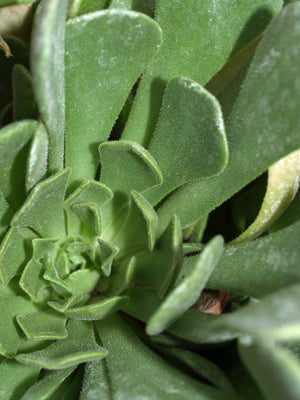 ROSULARIA LINEATA RCB RL-C-5