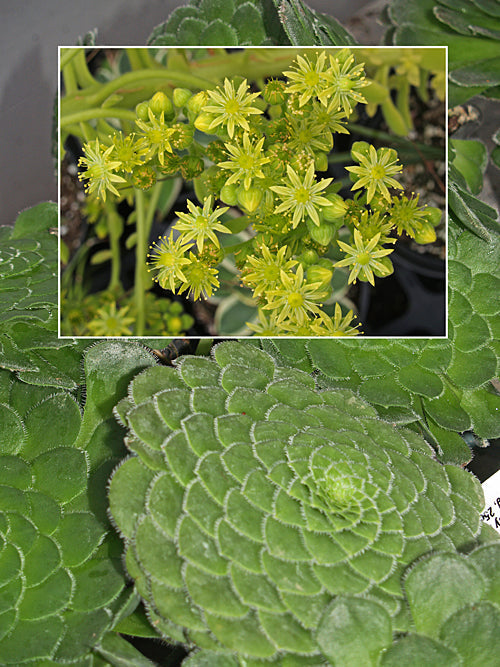 AEONIUM TABULIFORME