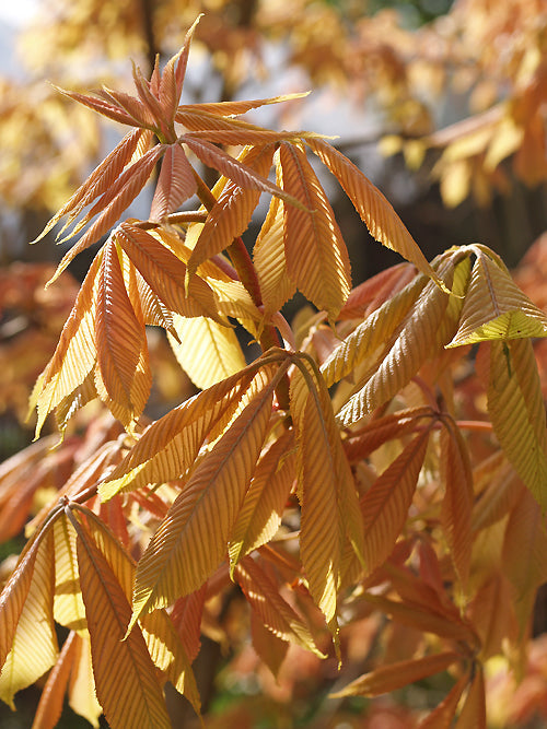 AESCULUS x NEGLECTA 'ERYTHROBLASTOS'