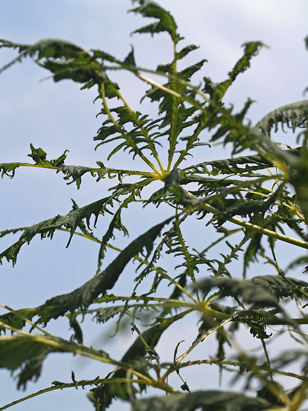 AESCULUS HIPPOCASTANUM f.LACINIATA