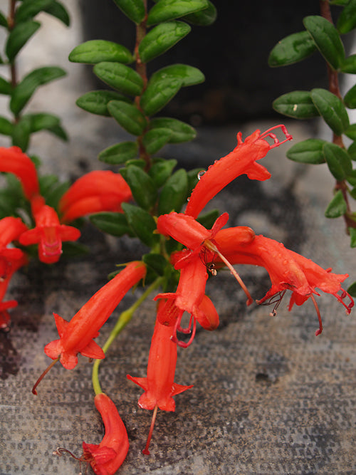 AESCHYNANTHUS BUXIFOLIUS KR 7798