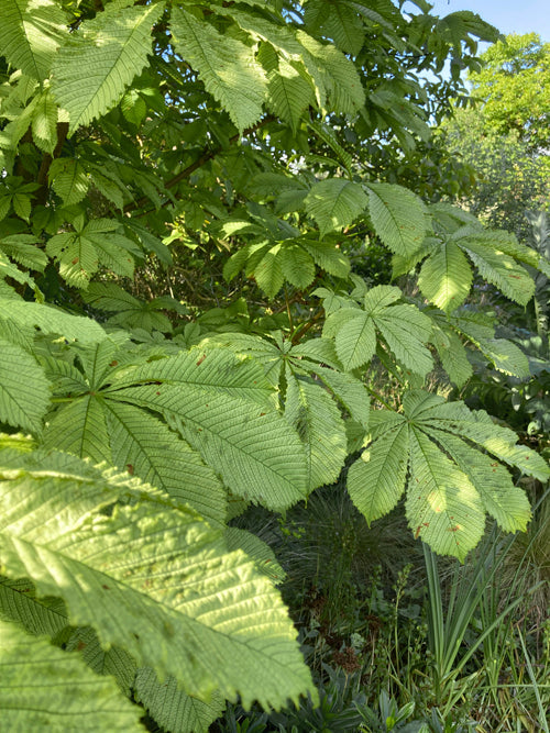 AESCULUS HIPPOCASTANUM 'WISSELINK'