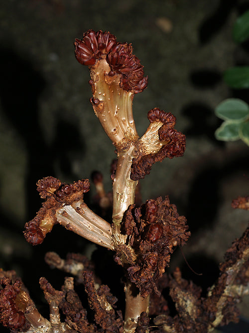 AESCULUS HIPPOCASTANUM 'MONSTROSA'