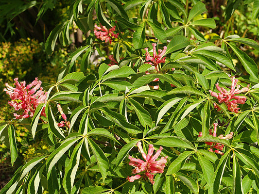 AESCULUS PAVIA 'ROSEA NANA'