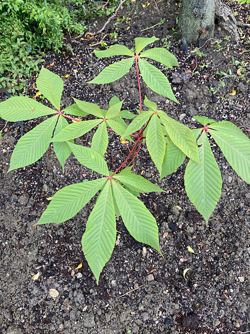 AESCULUS PAVIA x INDICA