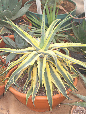 AGAVE AMERICANA COMPACT VARIEGATED FORM