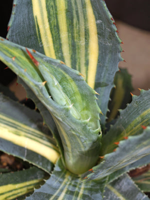 AGAVE AMERICANA 'STRIATA'