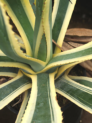 AGAVE AMERICANA 'VARIEGATA'