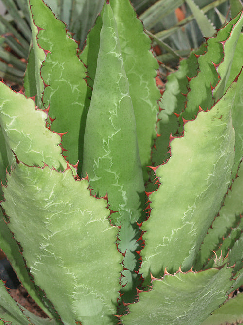AGAVE BOVICORNUTA
