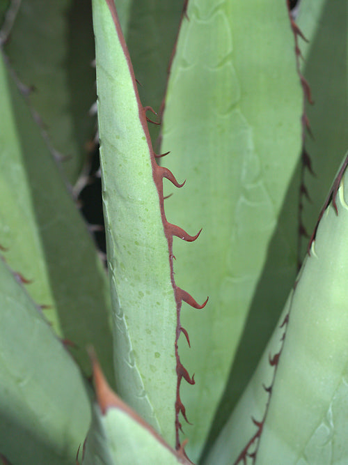 AGAVE KERCHOVEI