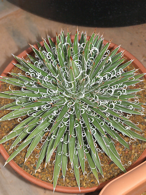 AGAVE x LEOPOLDII