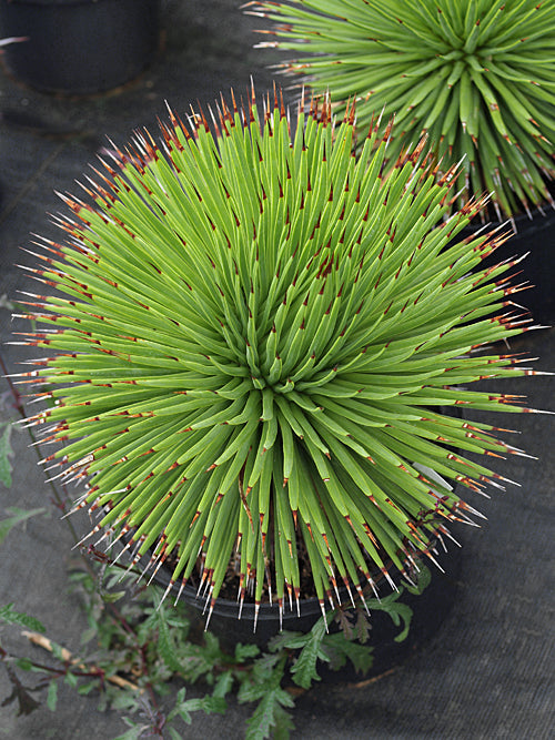 AGAVE STRIATA (ECHINOIDES TYPE)