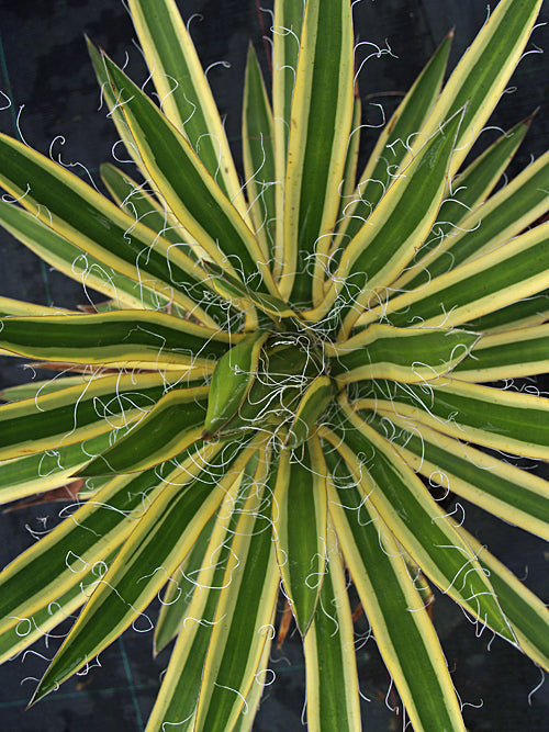 AGAVE SCHIDIGERA 'SHIRA ITO NO OHI'