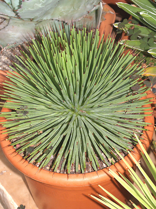 AGAVE STRICTA