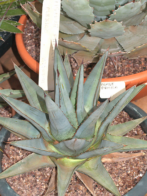 AGAVE TEQUILANA variegated