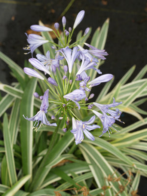AGAPANTHUS 'FAST TRACK'