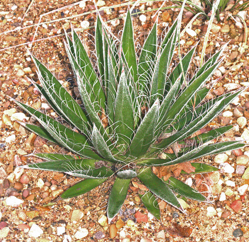 AGAVE FILIFERA
